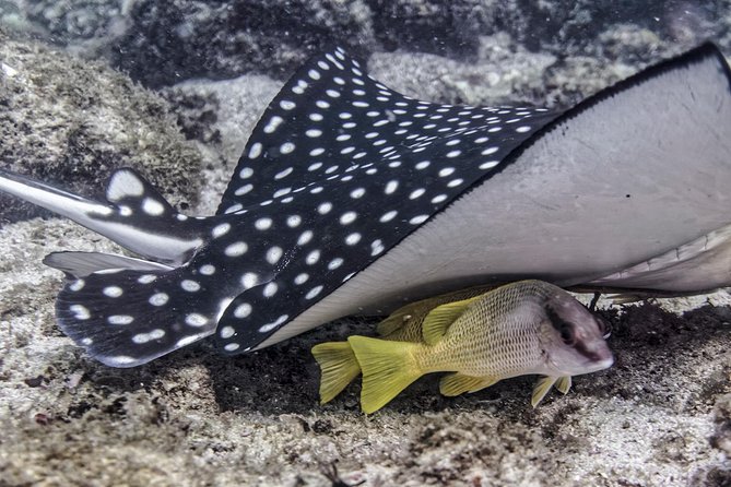 Scuba Diving Los Arcos - Diverse Marine Life at the Location