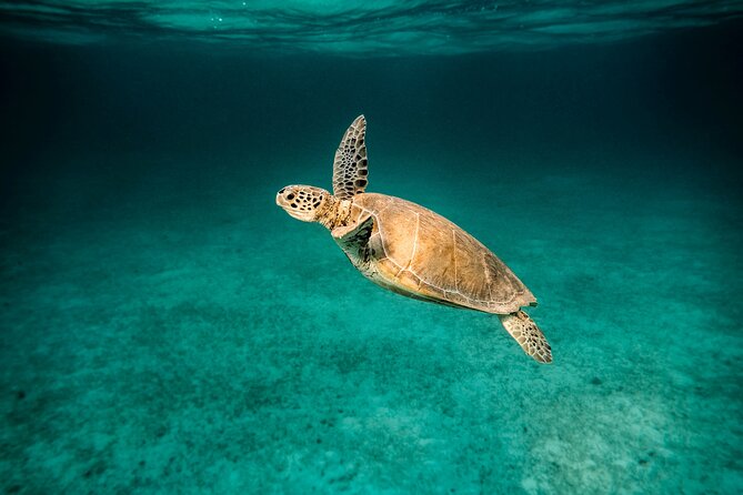 Scuba Diving Private Tour in Martinique - Scuba Diving Highlights