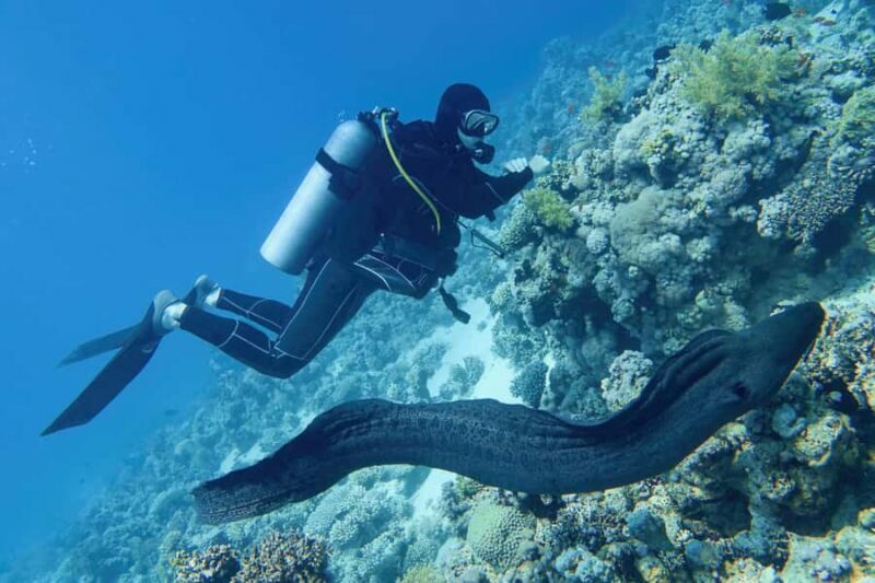 Scuba Diving Refresher(3 dives) - Introduction