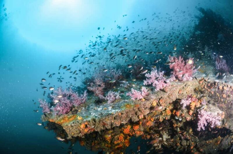Scuba Diving Refresher(3 dives) - Practical Tips for Your Day