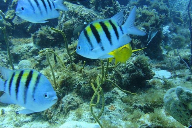 Scuba Diving & Snorkeling on Catalina Island | 2 Tanks, 2 Spots - Diving Spots and Experiences
