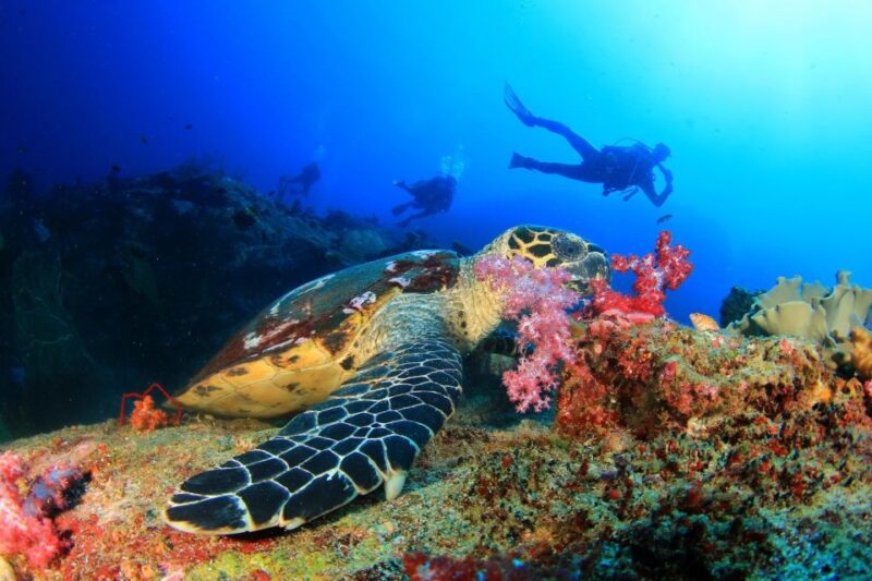 Scuba Diving Tour From Marmaris and Icmeler - Inclusions and Pricing