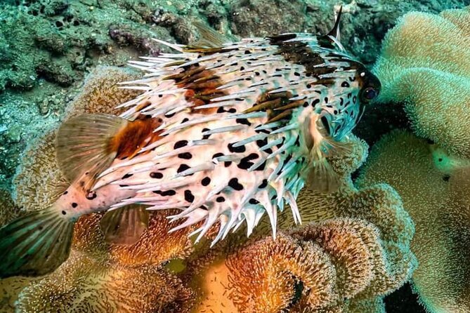 Scuba Diving Tour in Cham Island for Certified Divers or Beginners - Health and Safety