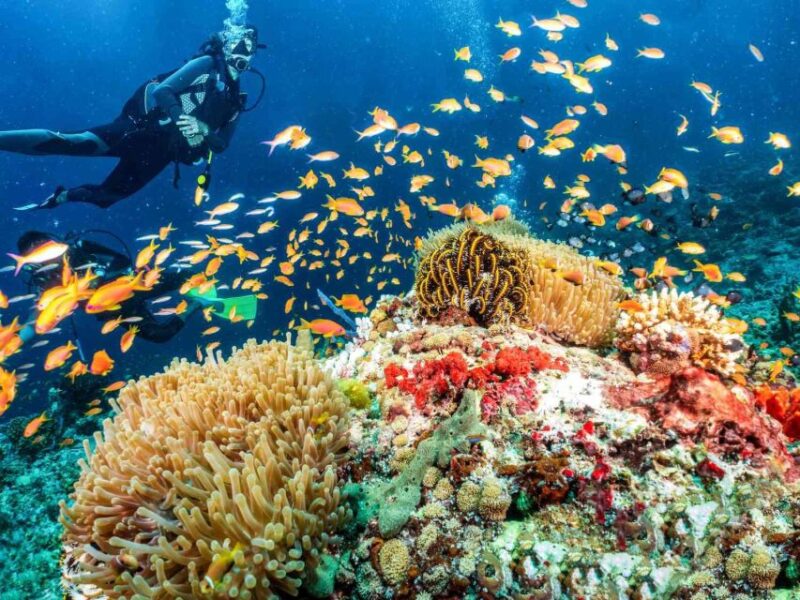 Scuba Diving Tour in Puerto Plata Hotel/Shore - Key Points