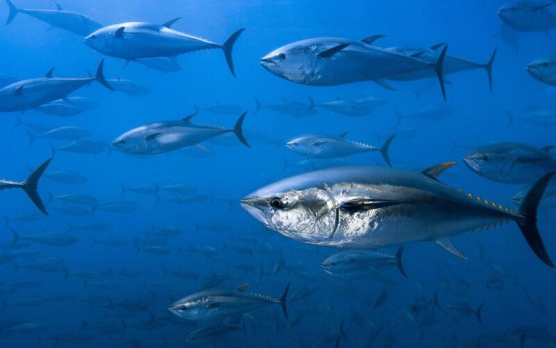 Scuba Diving Tour in Puerto Plata Hotel/Shore - Dive Site Highlights