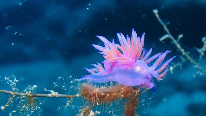 Scuba Diving Tour With Transfer From Alanya and City of Side - Booking and Payment