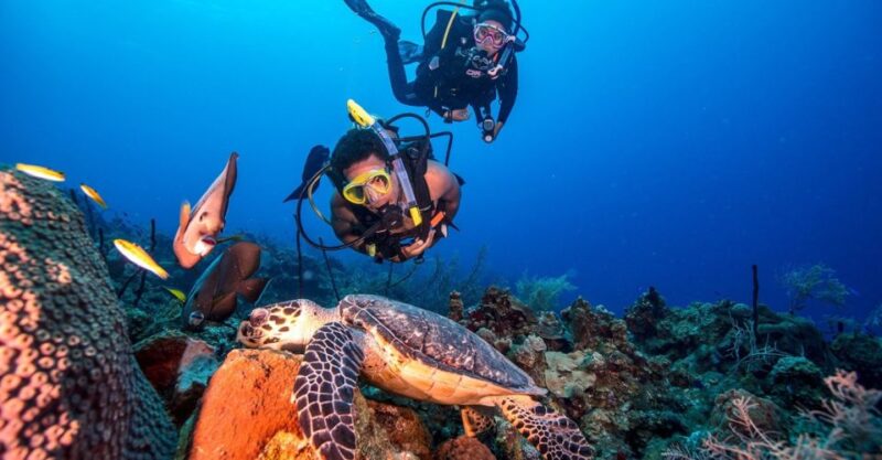 Scuba Diving Tour With Transfer From Alanya and City of Side - Key Points