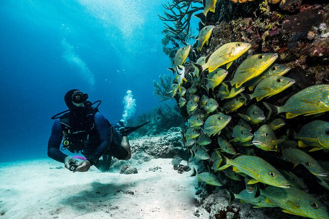 Scuba Diving Tours - Explore Marine Life