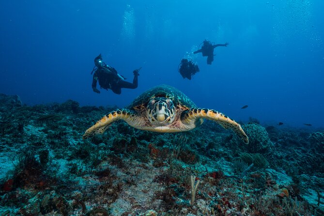 Scuba Diving Tours - Personalized Attention