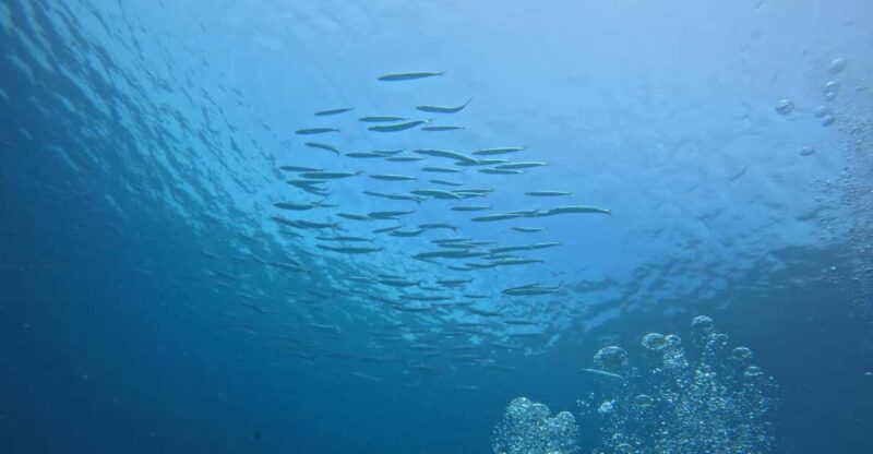 Scuba Diving Trip by Boat to the Beloved Spots Near Phuket - Key Points