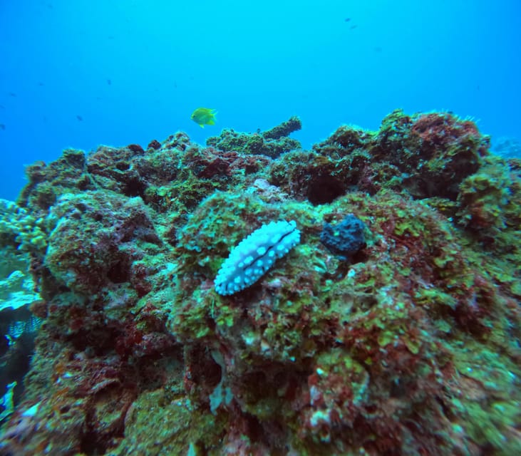 Scuba Diving Trip by Boat to the Beloved Spots Near Phuket - Dive Sites Explored
