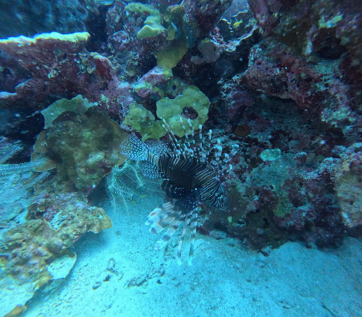 Scuba Diving Trip by Boat to the Beloved Spots Near Phuket - Dive Equipment Provided