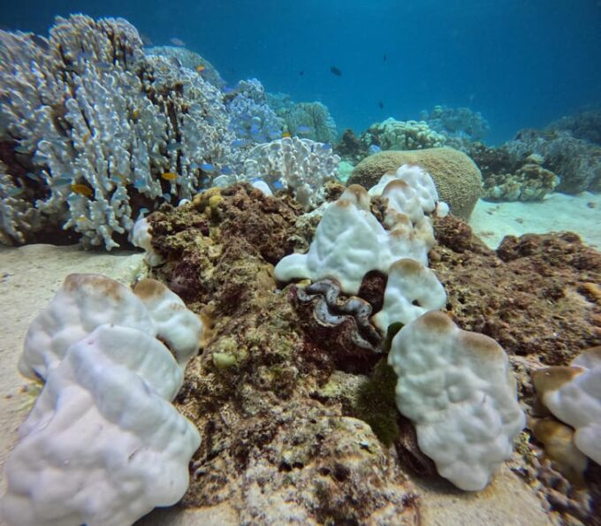 Scuba Diving Trip by Boat to the Beloved Spots Near Phuket - Transportation and Transfer Services