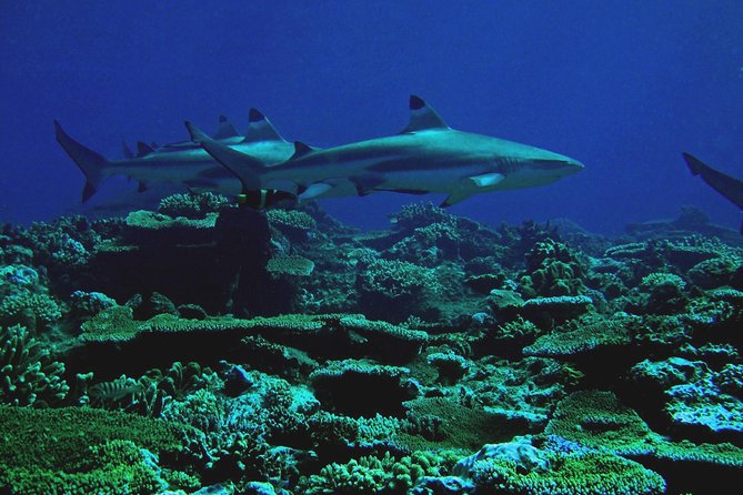 Scuba Diving Trips for Certified Divers - Itinerary and Activities
