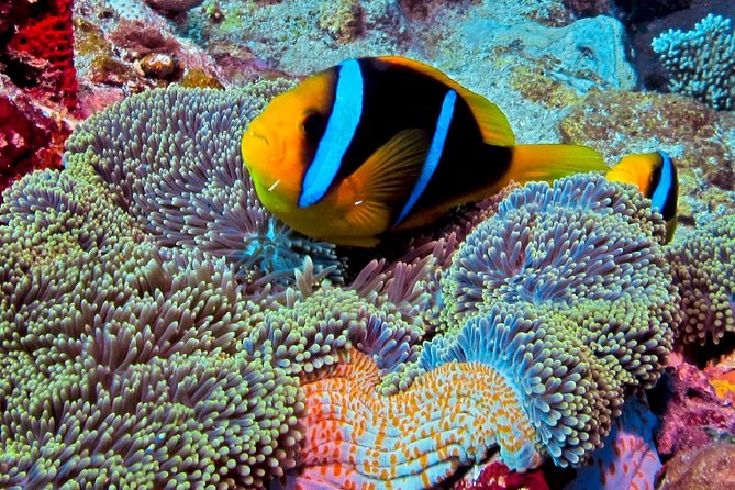 Scuba Diving Trips for Certified Divers - Booking and Cancellation Policies