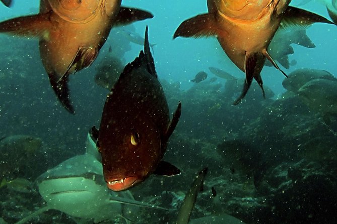 Scuba Diving Trips for Certified Divers - Exploring Reefs and Wrecks