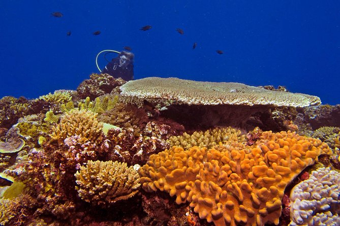 Scuba Diving Trips for Certified Divers - Refreshments and Amenities