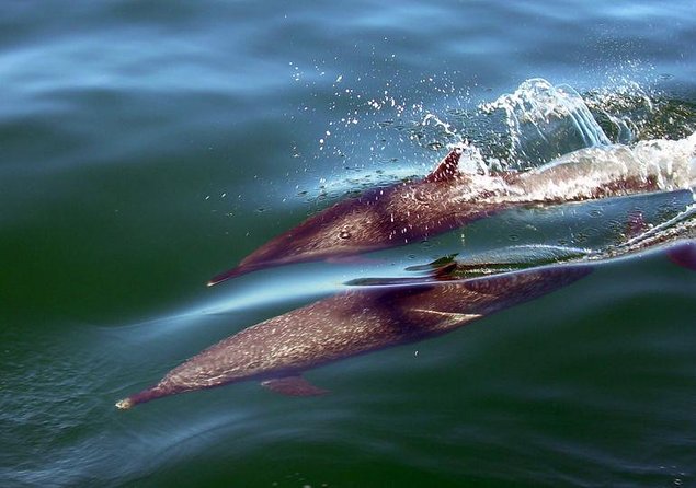 Scuba Diving With a 5-Star PADI Center in Puerto Vallarta - Key Points