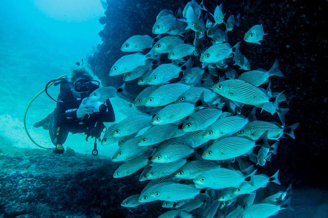 Scuba Diving With a 5-Star PADI Center in Puerto Vallarta - Scuba Equipment Rental and Additional Fees