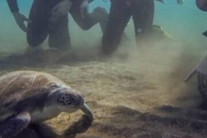 Scuba Diving With Expert Instructor - Key Points