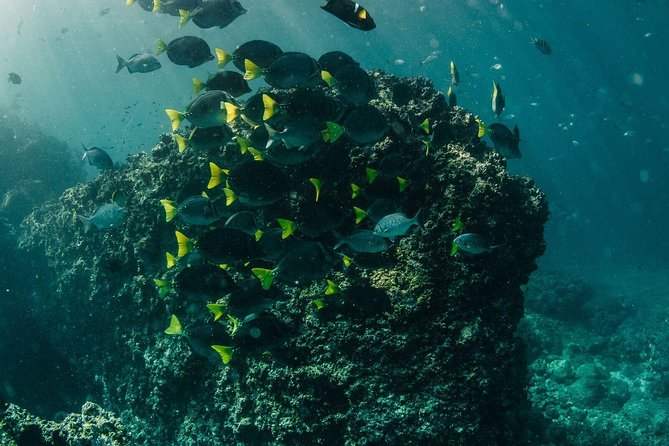 Scuba Diving Yelapa - Health and Safety Guidelines