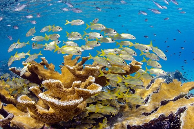 Scuba Doo Diving Experience in Punta Cana - Location and Operator