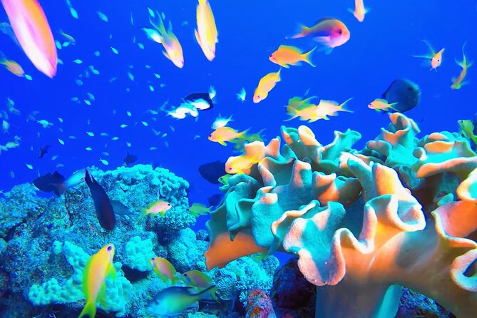 Scuba Doo Underwater in Punta Cana - Booking Your Stay