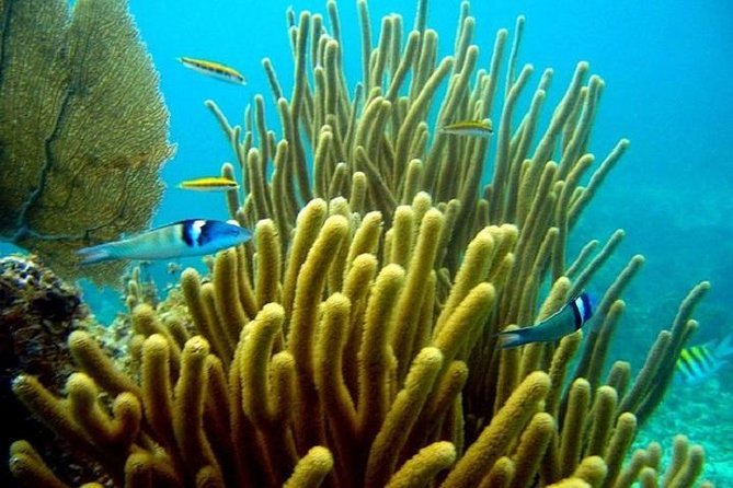 Scuba Doo Underwater Scooter in Punta Cana (Half Day) - Safety Considerations