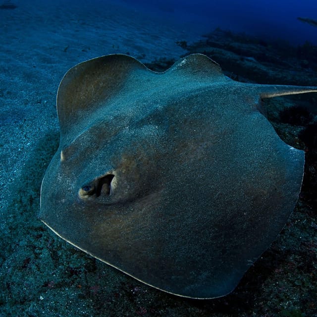 Scuba Night Dive for Certified Divers in Tenerife - Instructor and Accessibility