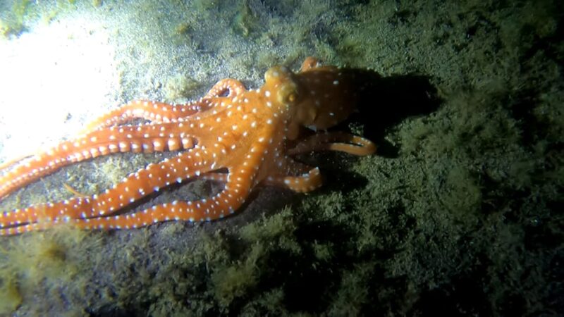 Scuba Night Dive for Certified Divers in Tenerife - Cancellation and Refund Policy