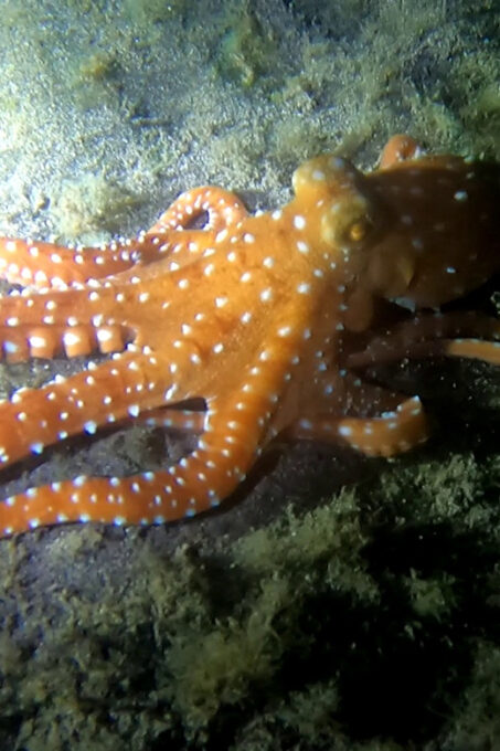 Scuba Night Dive for Certified Divers in Tenerife - Frequently Asked Questions