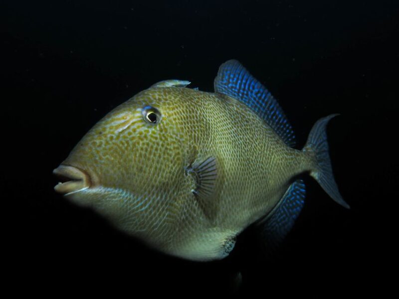 Scuba Night Dive on Tenerife - What to Expect