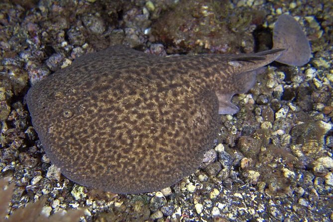 Scuba Night Dive on Tenerife With SCUBANANA - Small-Group Tour Experience