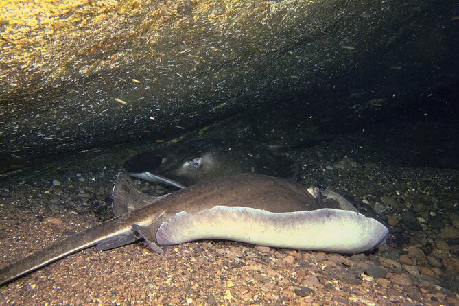 Scuba Night Dive on Tenerife With SCUBANANA - Included Diving Gear Rental