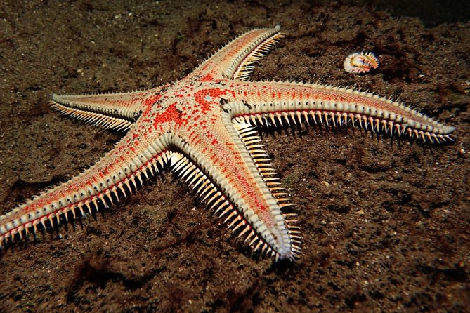 Scuba Night Dive on Tenerife With SCUBANANA - Diving Insurance and Taxes