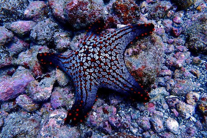 Scuba Refresher Course (Half Day) - Meeting and Pickup