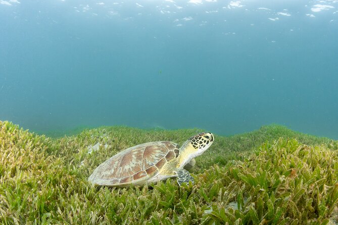 Scuba Tour for Certified Divers in San Juan - Health and Accessibility