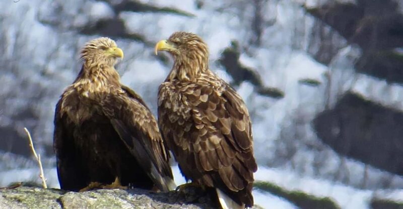 Sea Eagle/Nature Safari - Key Points