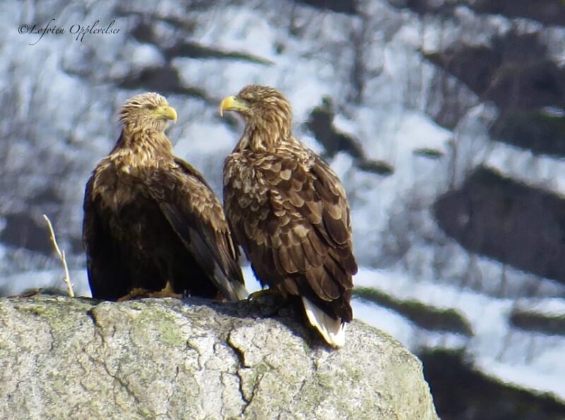 Sea Eagle/Nature Safari - Customer Feedback