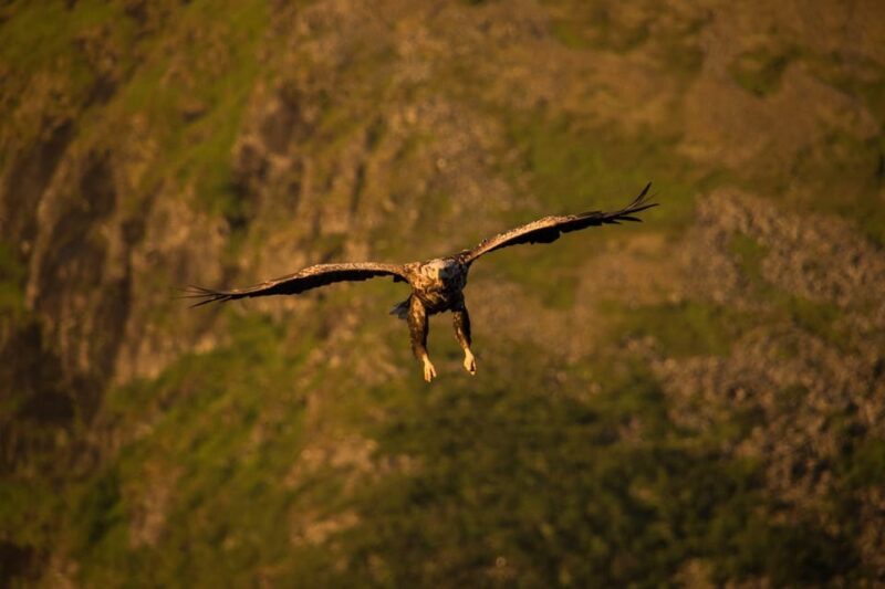Sea Eagle/Nature Safari - Landscape Admiration