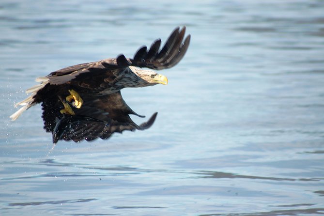 Sea Eagle Safari From Svolvaer to Trollfjorden - Meeting Point and Time