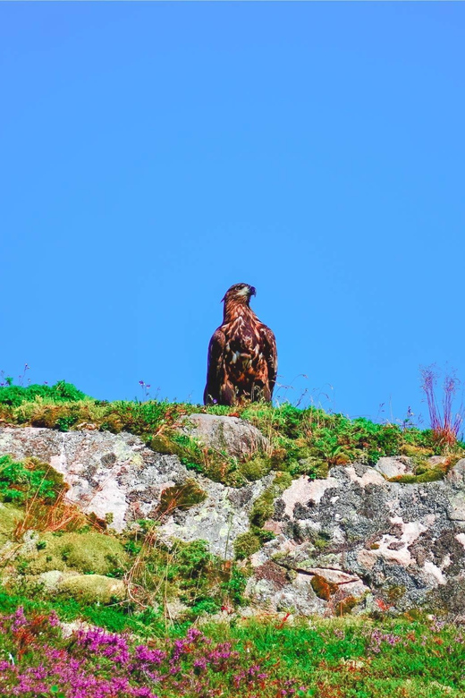Sea Eagle Sunset Cruise - Key Points