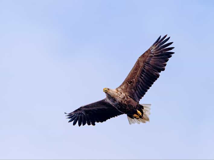 Sea Eagle Sunset Cruise - Experience Highlights