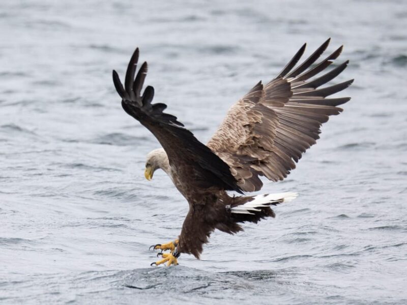 Sea Eagle Sunset Cruise - Guided Tour Details