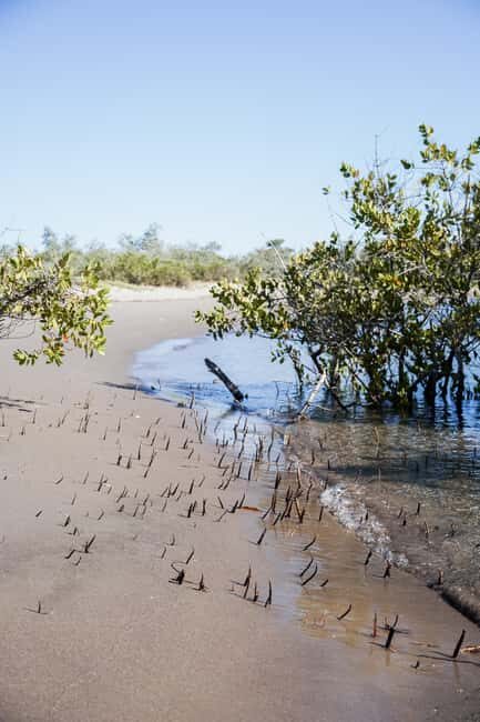 Sea Kayak Tour - Mangrove Safari - An Honest Look at the Baja Kayak Adventure