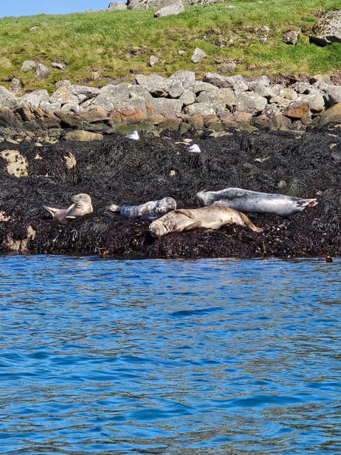Sea Kayaking Killiney Beach to Dalkey Island - Itinerary Highlights