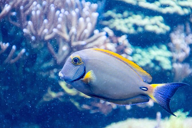 SEA LIFE Aquarium Grapevine Admission Ticket - Convenient Location and Accessibility