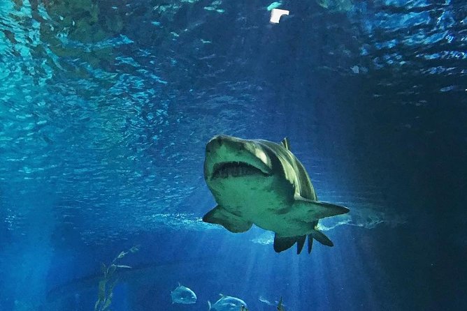 Sea Life Bangkok Ocean World Tickets - Pricing and Reservation Options