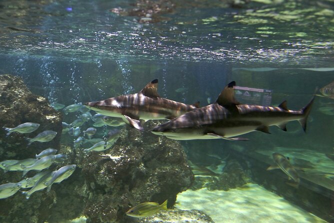 SEA LIFE Blackpool Admission Ticket - Departure Point and Meeting Location