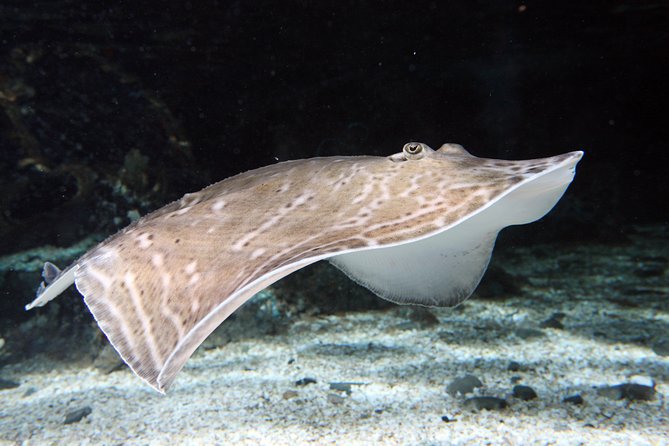SEA LIFE Great Yarmouth General Admission - Reviews and Ratings